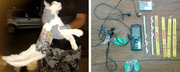 Capturan a un gato que servía como mensajero a los presos de una cárcel de Brasil
