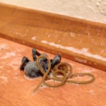Un gusano nematodo enorme sale del cuerpo de una araña muerta