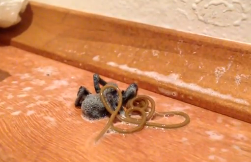 Un gusano nematodo enorme sale del cuerpo de una araña muerta