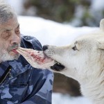 Werner Freund, un ex paracaidista de 79 años que alimenta con su boca a una manada de 29 lobos en Alemania