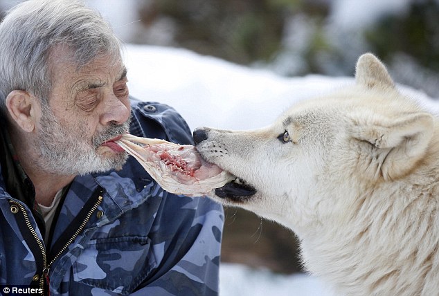 Werner Freund, un ex paracaidista de 79 años que alimenta con su boca a una manada de 29 lobos en Alemania