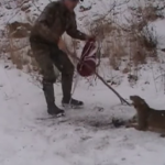 Un hombre libera a un gato montés que se quedó atrapado en una trampa