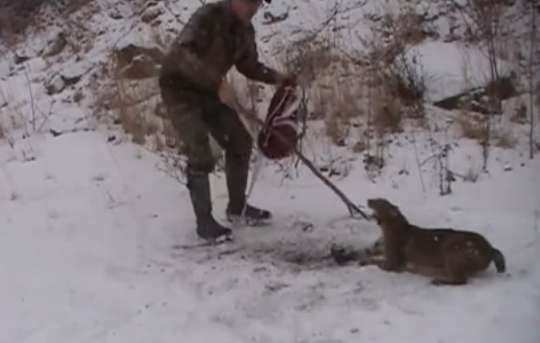 Un hombre libera a un gato montés que se quedó atrapado en una trampa