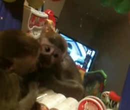 Un mono ve su reflejo por primera vez