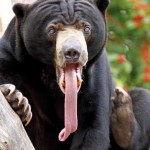 ¿Por qué el oso malayo tiene la lengua tan larga?