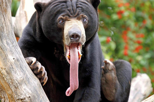 ¿Por qué el oso malayo tiene la lengua tan larga?