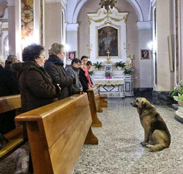 Ciccio, el perro que acude a la iglesia todos los días para esperar a que vuelva su dueña fallecida