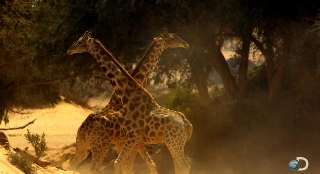 La pelea de jirafas más violenta jamás grabada