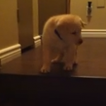 Un perro le enseña al cachorro a bajar las escaleras