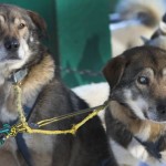 Un perro ayuda a su hermano ciego a correr con el trineo