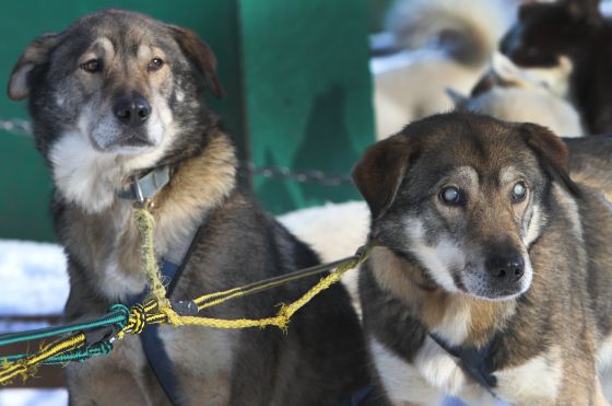 Un perro ayuda a su hermano ciego a correr con el trineo