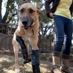 Pay de Limón, un perro que vuelve a caminar después de que unos narcotraficantes cortaran sus patas delanteras