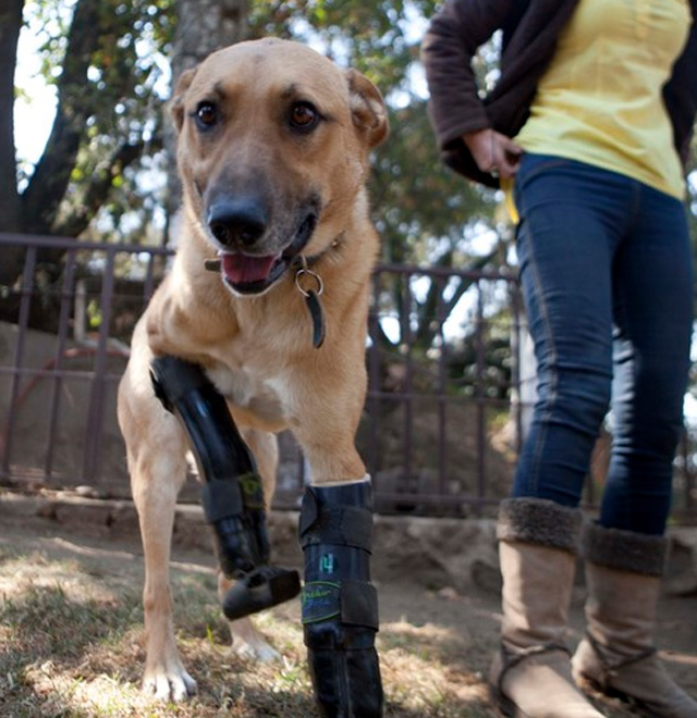 Pay de Limón, un perro que vuelve a caminar después de que unos narcotraficantes cortaran sus patas delanteras