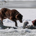 Un perro permanece junto a su dueño caído en un lago helado hasta que llega el equipo de rescate