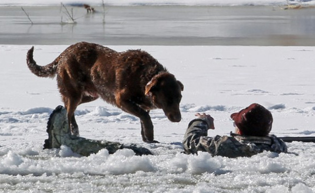 Un perro permanece junto a su dueño caído en un lago helado hasta que llega el equipo de rescate