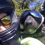 Una pareja monta con su perro en una Yamaha R6