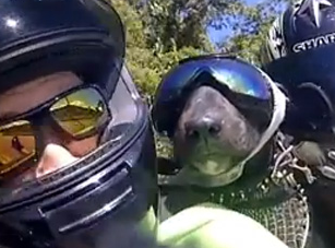 Una pareja monta con su perro en una Yamaha R6