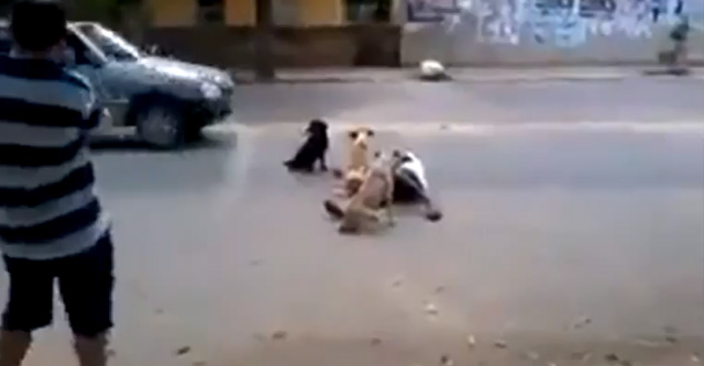 Varios perros cuidan de su dueño borracho mientras duerme en la calle