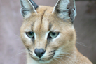 Caracal