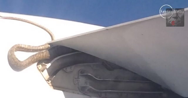 Una serpiente pitón sobrevive viajando enroscada en el ala de un avión de Qantas