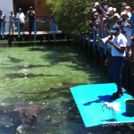 Alimentando a los tiburones gato en el acuario de las islas del Rosario