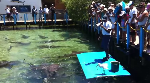 Alimentando a los tiburones gato en el acuario de las islas del Rosario