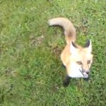 Un hombre juega con un zorro a la pelota como si fuera un perro