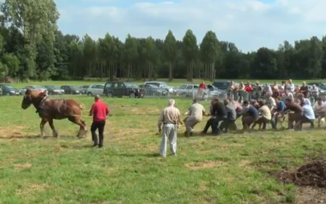 Prueba de fuerza: 18 hombres contra un caballo