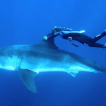 Una mujer que nada con tiburones desde los 14 años para demostrar que no son malos