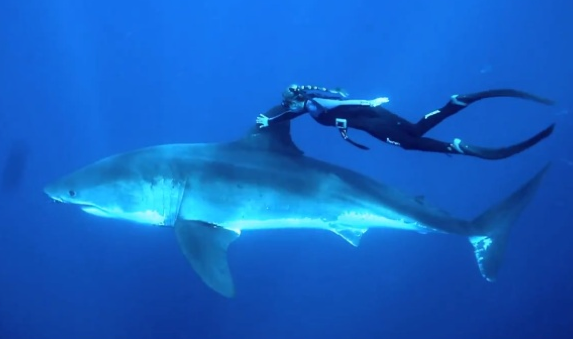 Una mujer que nada con tiburones desde los 14 años para demostrar que no son malos