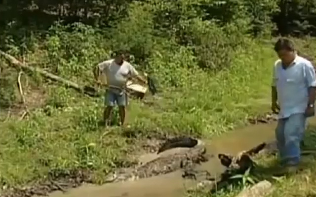 Un alligator le perdona la vida a un hombre
