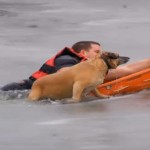 Un perro salvado de morir en un estanque helado