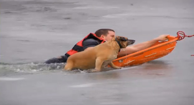 Un perro salvado de morir en un estanque helado