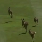Un grupo de canguros irrumpe en un campo de golf de Canberra mientras se celebra una competición