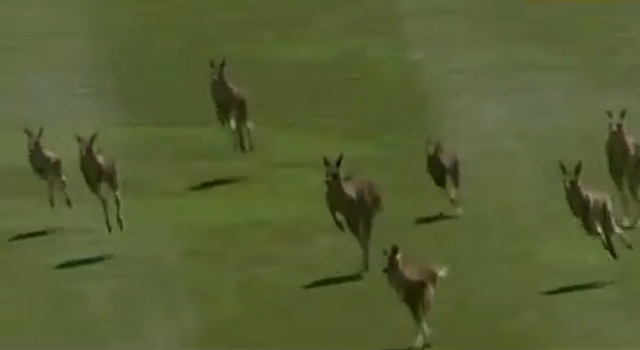 Un grupo de canguros irrumpe en un campo de golf de Canberra mientras se celebra una competición