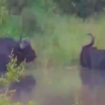 Un cocodrilo comete el error de morder a un búfalo que estaba tranquilamente en la orilla del río