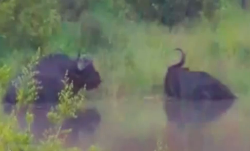 Un cocodrilo comete el error de morder a un búfalo que estaba tranquilamente en la orilla del río