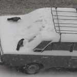 Cuervos jugando en la nieve