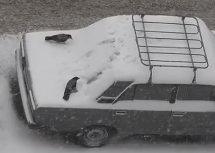 Cuervos jugando en la nieve