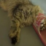 Un gato se queda atrapado en una sandalia mientras jugaba