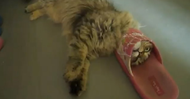 Un gato se queda atrapado en una sandalia mientras jugaba