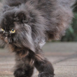 Caffrey, un gato con sólo dos patas consigue hacer una vida normal después de ser atropellado y superar un tumor