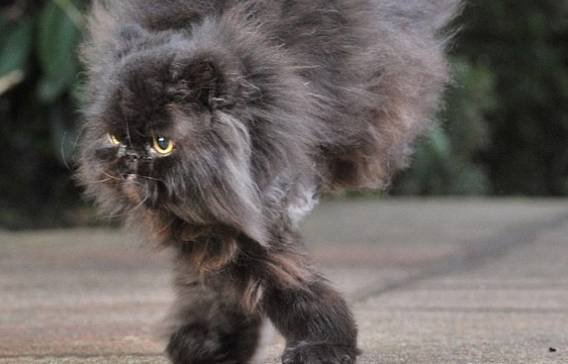 Caffrey, un gato con sólo dos patas consigue hacer una vida normal después de ser atropellado y superar un tumor