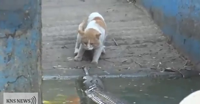 Un gato con un par de huevos logra acojonar a un cocodrilo