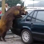 Un jabalí caliente le hace el amor a un Volvo 940