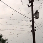 Lluvia de arañas en Brasil