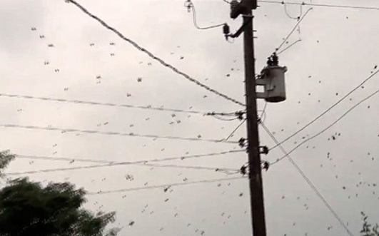 Lluvia de arañas en Brasil