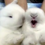 Los animales más adorables del mundo. Te derretirás