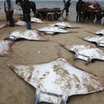 Decenas de mantas raya aparecen misteriosamente muertas en una playa de Gaza