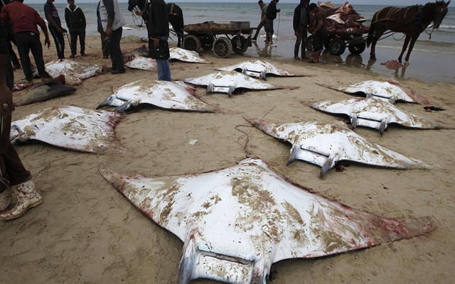 Decenas de mantas raya aparecen misteriosamente muertas en una playa de Gaza